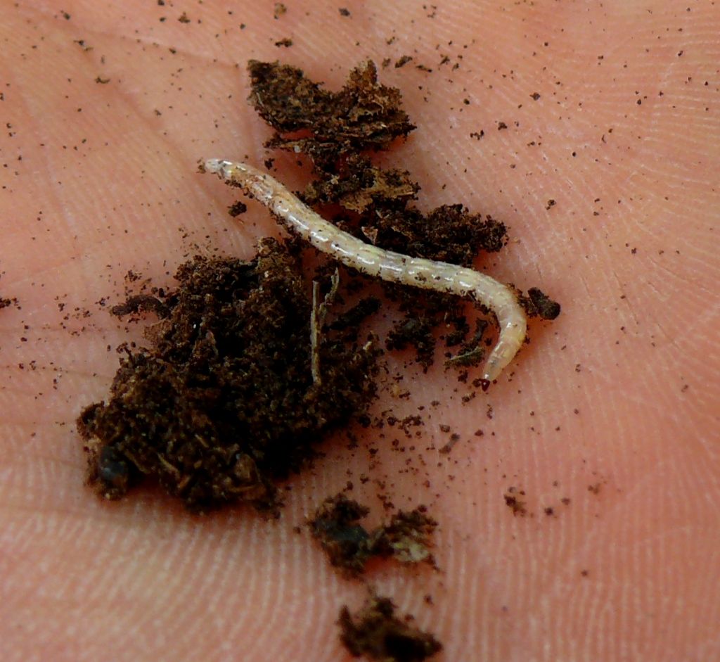 Larva da identificare